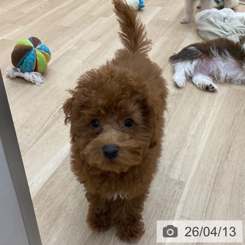 長野県のトイプードル(トイ) (ペットプラス 須坂店/2026年1月6日生まれ/女の子/レッド)の子犬の4枚目の画像