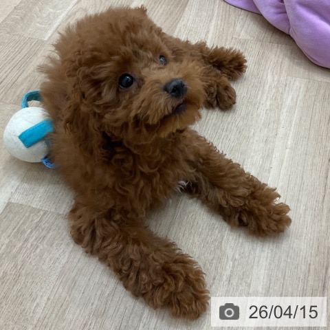 長野県のトイプードル(トイ) (ペットプラス 須坂店/2026年1月6日生まれ/女の子/レッド)の子犬の3枚目の画像