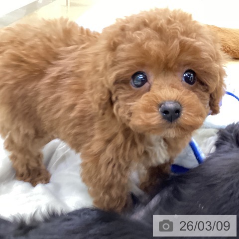 トイ・プードルの写真