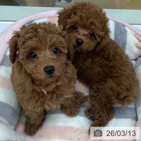 埼玉県のトイプードル(トイ) (ペットプラス 羽生店/2026年1月6日生まれ/女の子/レッド)の子犬の4枚目の画像