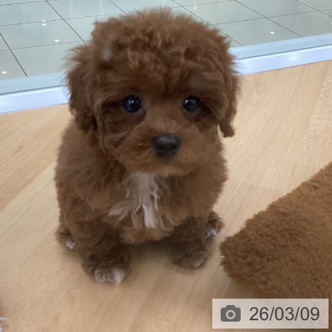 トイ・プードルの写真