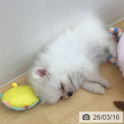 青森県のポメラニアン (ペットプラス 青森浜田店/2026年1月5日生まれ/男の子/クリーム)の子犬の4枚目の画像