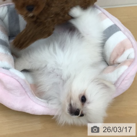 青森県のポメラニアン (ペットプラス 青森浜田店/2026年1月5日生まれ/男の子/クリーム)の子犬の4枚目の画像