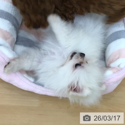 青森県のポメラニアン (ペットプラス 青森浜田店/2026年1月5日生まれ/男の子/クリーム)の子犬の3枚目の画像