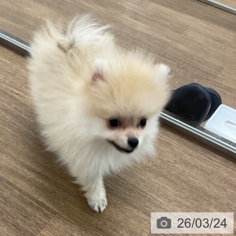 千葉県のポメラニアン (ペッツワン 千葉ニュータウン店/2026年1月5日生まれ/女の子/クリーム)の子犬の4枚目の画像