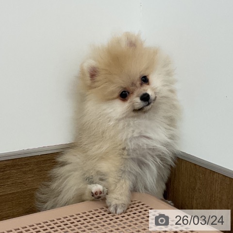 千葉県のポメラニアン (ペッツワン 千葉ニュータウン店/2026年1月5日生まれ/女の子/クリーム)の子犬の3枚目の画像