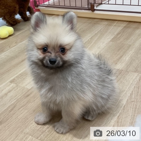 長野県のポメラニアン (ペットプラス 上田店/2026年1月7日生まれ/男の子/クリームセーブル)の子犬の3枚目の画像