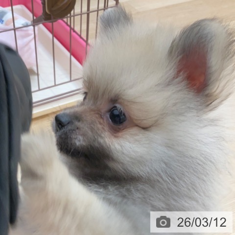 ポメラニアンの写真