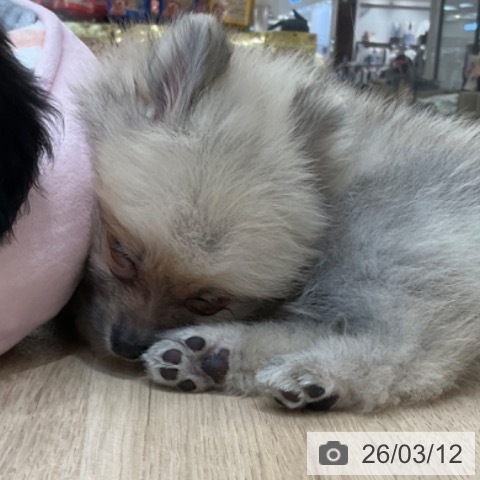 ポメラニアンの写真