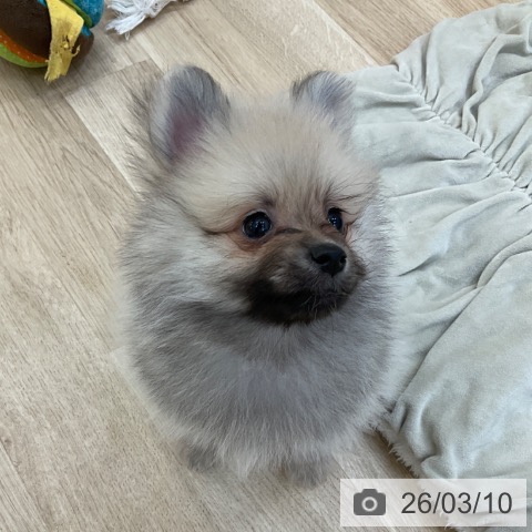 長野県のポメラニアン (ペットプラス 上田店/2026年1月7日生まれ/男の子/クリームセーブル)の子犬の4枚目の画像