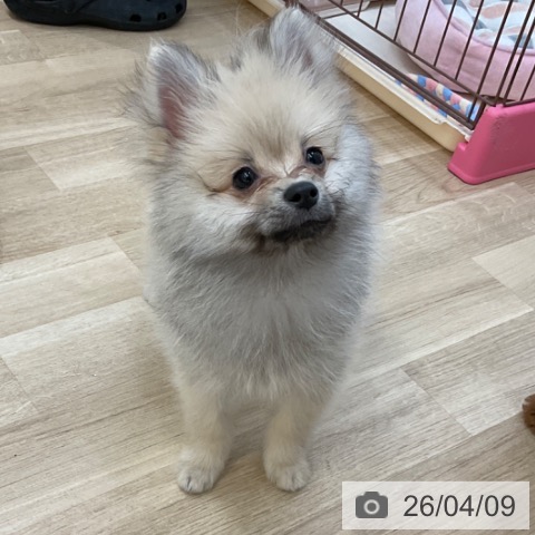 長野県のポメラニアン (ペットプラス 上田店/2026年1月7日生まれ/男の子/クリームセーブル)の子犬の4枚目の画像
