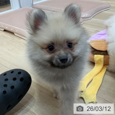 長野県のポメラニアン (ペットプラス 上田店/2026年1月7日生まれ/男の子/クリームセーブル)の子犬の3枚目の画像