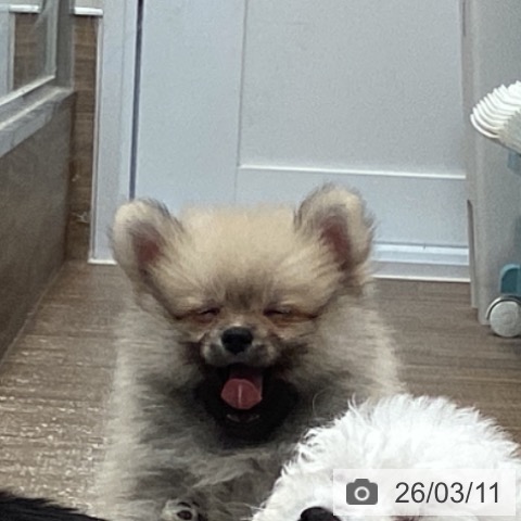 茨城県のポメラニアン (ペッツワン 阿見店/2026年1月7日生まれ/男の子/クリームセーブル)の子犬の4枚目の画像