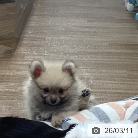茨城県のポメラニアン (ペッツワン 阿見店/2026年1月7日生まれ/男の子/クリームセーブル)の子犬の3枚目の画像