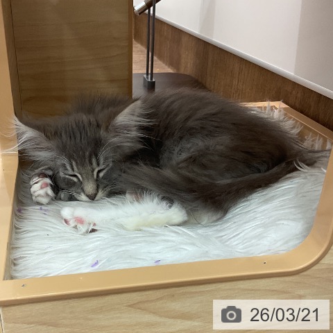 埼玉県のノルウェージャンフォレストキャット (ペッツワン 吉川美南店/2025年12月27日生まれ/男の子/ブルータビーホワイト)の子猫の3枚目の画像