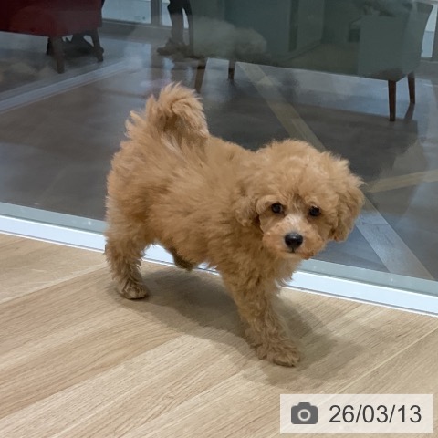 岩手県のトイプードル(トイ) (ペットプラス 盛岡南店/2026年1月9日生まれ/男の子/アプリコット)の子犬の4枚目の画像