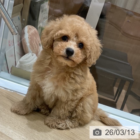 岩手県のトイプードル(トイ) (ペットプラス 盛岡南店/2026年1月9日生まれ/男の子/アプリコット)の子犬の3枚目の画像