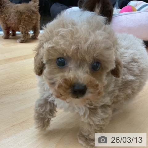 トイ・プードルの写真