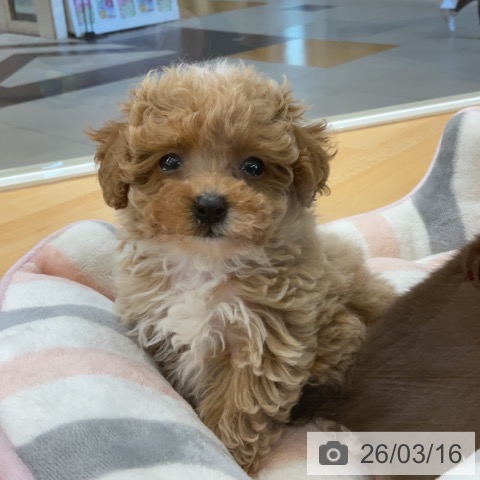 埼玉県のトイプードル(トイ) (ペットプラス 浦和美園店/2026年1月9日生まれ/女の子/アプリコット)の子犬の3枚目の画像