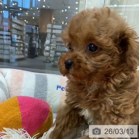 トイ・プードルの写真