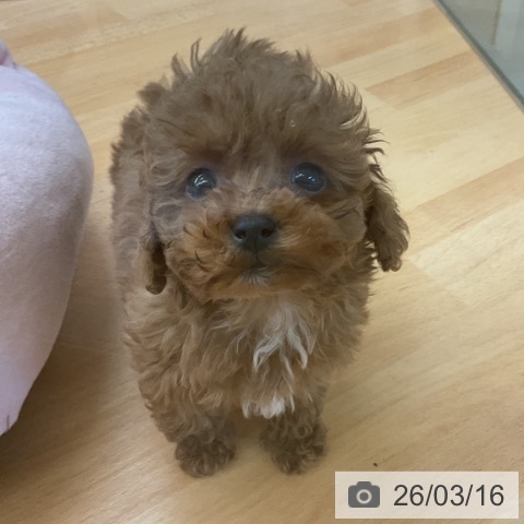 埼玉県のトイプードル(トイ) (ペットプラス 浦和美園店/2026年1月9日生まれ/女の子/レッド)の子犬の3枚目の画像