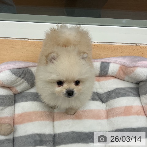 千葉県のポメラニアン (ペットプラス 成田店/2026年1月8日生まれ/男の子/クリーム)の子犬の3枚目の画像