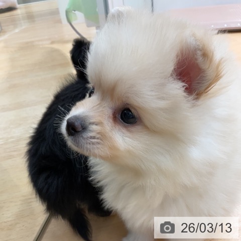 ポメラニアンの写真