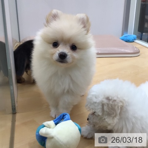 埼玉県のポメラニアン (ペットプラス 浦和美園店/2026年1月8日生まれ/女の子/クリーム)の子犬の4枚目の画像