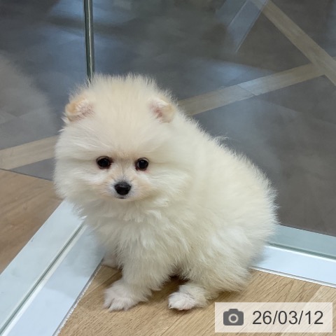 ポメラニアンの写真