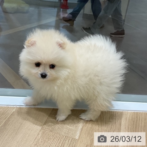 ポメラニアンの写真