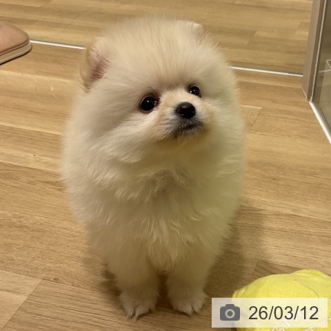 岩手県のポメラニアン (ペットプラス 盛岡南店/2026年1月8日生まれ/女の子/クリーム)の子犬の3枚目の画像