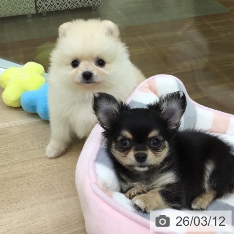 ポメラニアンの写真