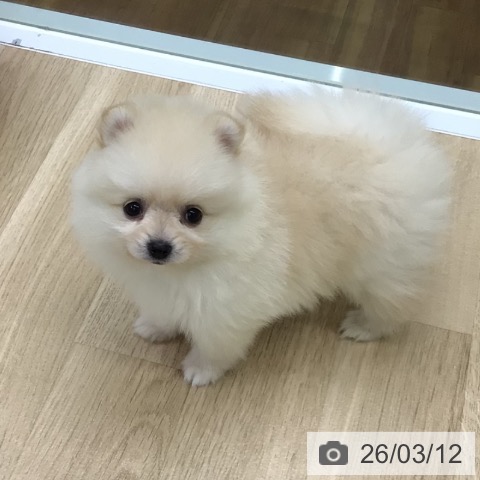 ポメラニアンの写真