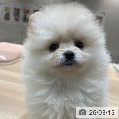 埼玉県のポメラニアン (ペットプラス ららぽーと富士見店/2026年1月8日生まれ/女の子/クリーム)の子犬の3枚目の画像