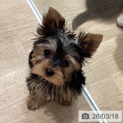 埼玉県のヨークシャーテリア (ペットプラス ピオニウォーク東松山店/2025年12月29日生まれ/女の子/スチールブルータン)の子犬の4枚目の画像