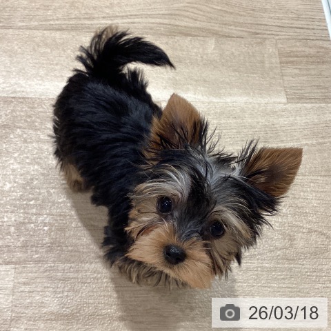 埼玉県のヨークシャーテリア (ペットプラス ピオニウォーク東松山店/2025年12月29日生まれ/女の子/スチールブルータン)の子犬の3枚目の画像