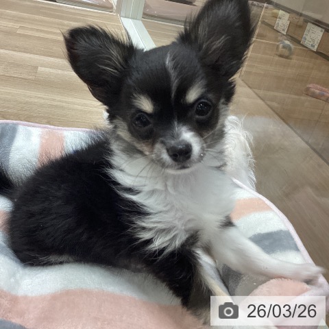 宮城県のチワワ(ロング) (ペットプラス 名取店/2026年1月3日生まれ/女の子/ブラックタンホワイト)の子犬の4枚目の画像