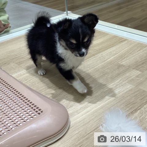 宮城県のチワワ(ロング) (ペットプラス 名取店/2026年1月3日生まれ/女の子/ブラックタンホワイト)の子犬の3枚目の画像