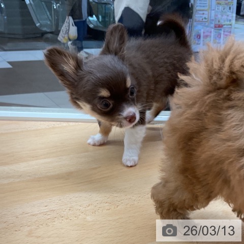 埼玉県のチワワ(ロング) (ペットプラス 浦和美園店/2026年1月3日生まれ/女の子/チョコレートタンホワイト)の子犬の4枚目の画像