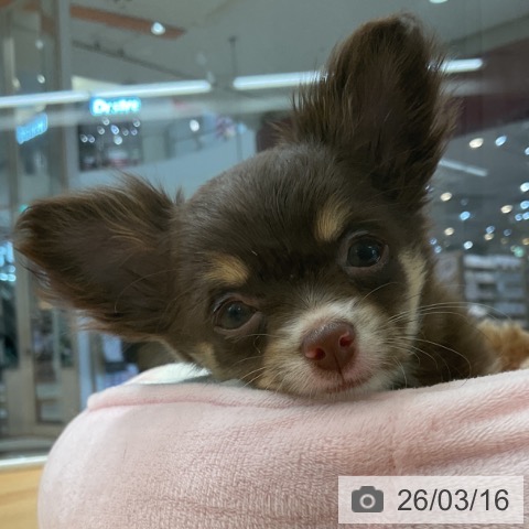 埼玉県のチワワ(ロング) (ペットプラス 浦和美園店/2026年1月3日生まれ/女の子/チョコレートタンホワイト)の子犬の3枚目の画像