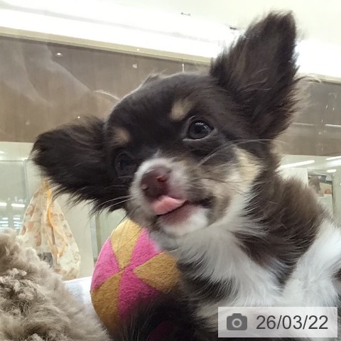 埼玉県のチワワ(ロング) (ペットプラス 浦和美園店/2026年1月3日生まれ/女の子/チョコレートタンホワイト)の子犬の4枚目の画像