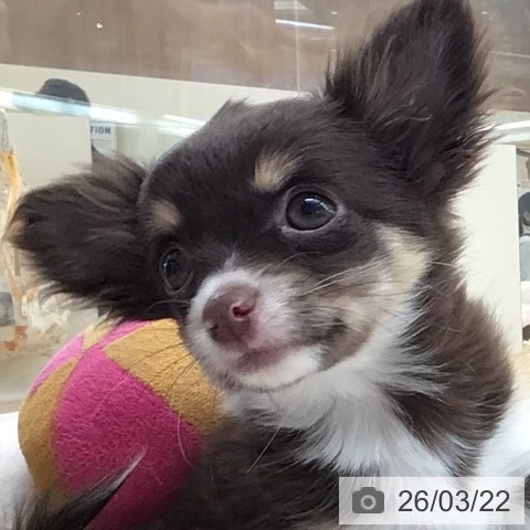 埼玉県のチワワ(ロング) (ペットプラス 浦和美園店/2026年1月3日生まれ/女の子/チョコレートタンホワイト)の子犬の3枚目の画像