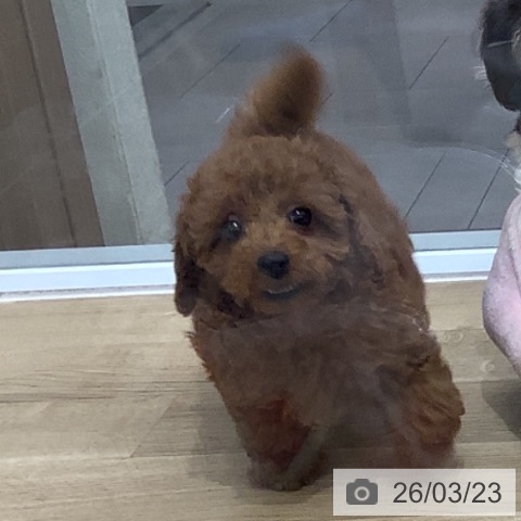 千葉県のトイプードル(トイ) (ペットプラス 船橋店/2026年1月9日生まれ/男の子/レッド)の子犬の4枚目の画像