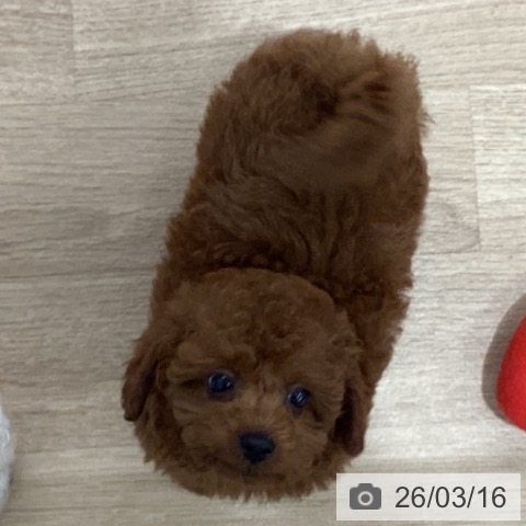千葉県のトイプードル(トイ) (ペットプラス 船橋店/2026年1月9日生まれ/男の子/レッド)の子犬の3枚目の画像