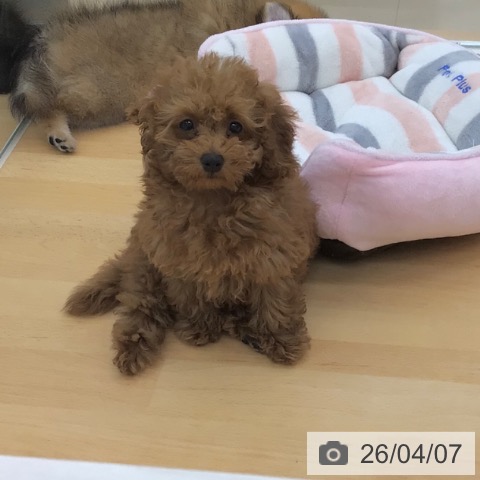 青森県のトイプードル(トイ) (ペットプラス 青森浜田店/2026年1月9日生まれ/女の子/レッド)の子犬の4枚目の画像