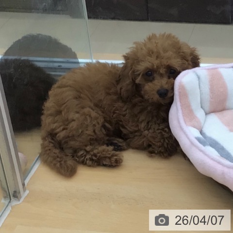 青森県のトイプードル(トイ) (ペットプラス 青森浜田店/2026年1月9日生まれ/女の子/レッド)の子犬の3枚目の画像