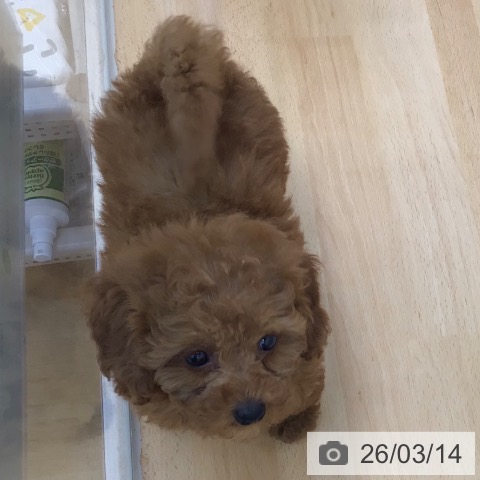 青森県のトイプードル(トイ) (ペットプラス 青森浜田店/2026年1月9日生まれ/女の子/レッド)の子犬の4枚目の画像