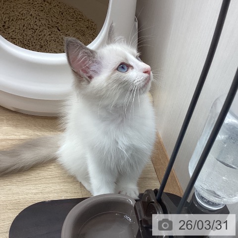 宮城県のラグドール (ペットプラス 名取店/2026年1月7日生まれ/男の子/ブルーポイントバイカラー)の子猫の4枚目の画像