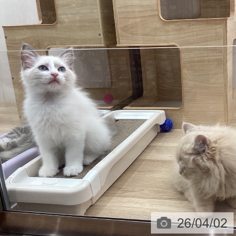 宮城県のラグドール (ペットプラス 名取店/2026年1月7日生まれ/男の子/ブルーポイントバイカラー)の子猫の4枚目の画像