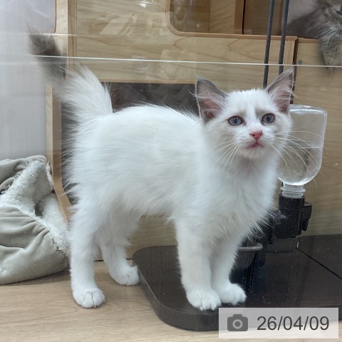 ラグドールの写真